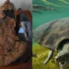 Mengenal Kura-kura Purba yang Hidup di Sumedang Pada Zaman Dulu