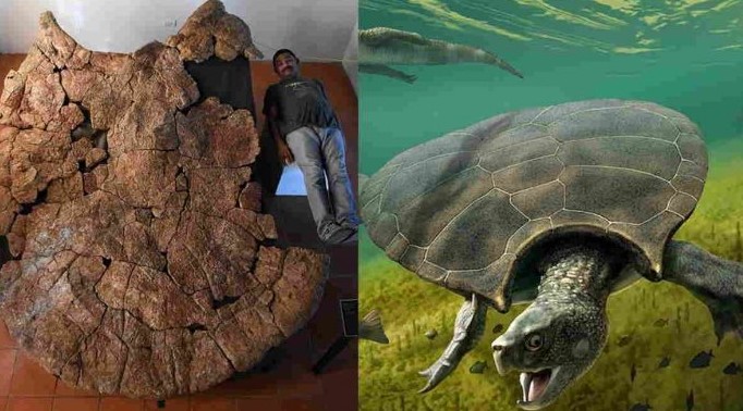 Mengenal Kura-kura Purba yang Hidup di Sumedang Pada Zaman Dulu
