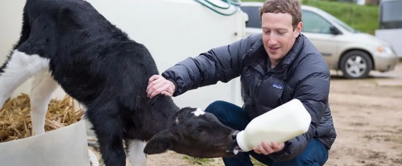 Mark Zuckerberg Mulai Jadi Peternak Sapi di Hawaii, Sekelas Bos Meta Jadi Peternak