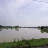 TERGENANG: Puluhan Hektar sawah di Blok Borojol Desa Sukamulya Kecamatan Ujungjaya terendam air, baru-baru ini.