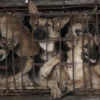Sumedang Lawan Perdagangan Daging Anjing, Sepaham Dengan 14 Daerah di Jabar