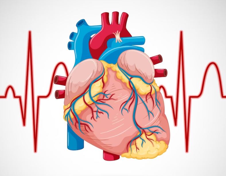 Penyakit Jantung Koroner: Penyumbatan Arteri Coronary yang Merupakan Ancaman Serius