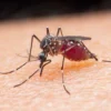 Mewaspadai Ancaman Demam Berdarah Dengue (DBD): Hujan Menjadi Pemicu!