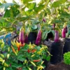 Pengen Punya Kebun Sayur Mini di Halaman Rumah? Yuk Intip Sini!/facebook