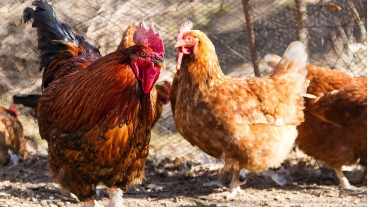 Keluarga Miskin Ekstrem di Sumedang Mendapat Bantuan Ayam dari Pemkab
