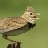 Cara Bikin Burung Branjangan Gacor, Setelah Gacor Gila Dijual Seharga 25juta Astagfirullah Banget