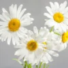 5 Bunga yang Kaya akan Manfaat untuk Kesehatan Kulit