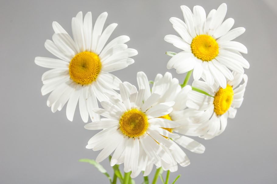 5 Bunga yang Kaya akan Manfaat untuk Kesehatan Kulit