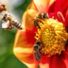 Pelajaran Hidup Dari Sifat Lebah Madu