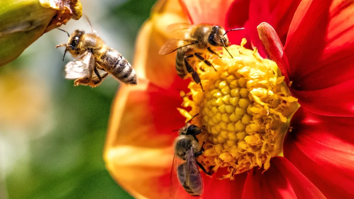 Pelajaran Hidup Dari Sifat Lebah Madu
