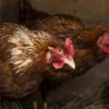 Beternak Ayam Kampung, Bisnis di Desa Rejeki di Kota