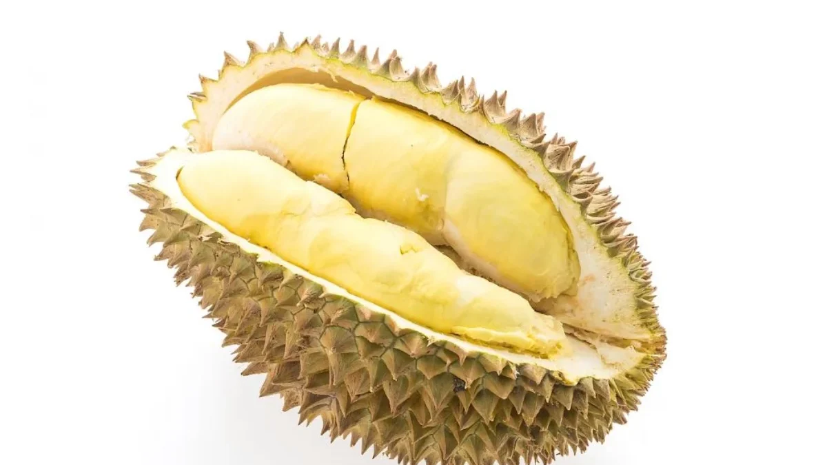 Ternyata Durian Tidak Boleh Dikonsumsi Berlebihan oleh 3 Kelompok Penderita Penyakit Ini!