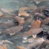 Bisnis Ternak Ikan Lele Raup Omset Jutaan Rupiah, Berikut Tipsnya Agar Tidak Rugi