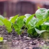 Budidaya Tanaman Hidroponik Bayam: Solusi Praktis untuk Pertanian Modern