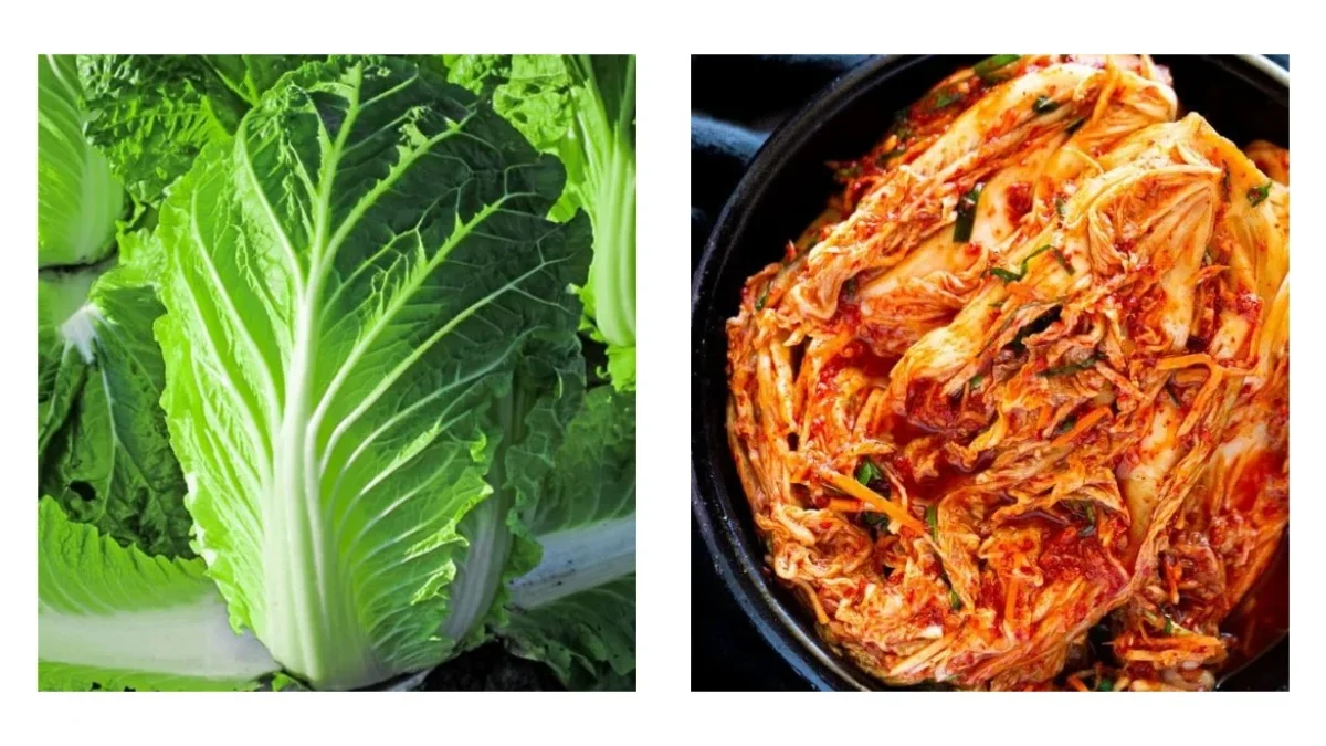 Budidaya Cabbage Hidroponik: Kunci Sukses dalam Memproduksi Kimchi yang Menguntungkan
