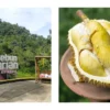 Eksplorasi Lezat di Kebun Durian Sangiang Bedil Sumedang, Nikmatnya Durian dan Kuliner Khas