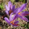 Saffron Jadi Rempah Kuno dengan Manfaat Kesehatan Modern