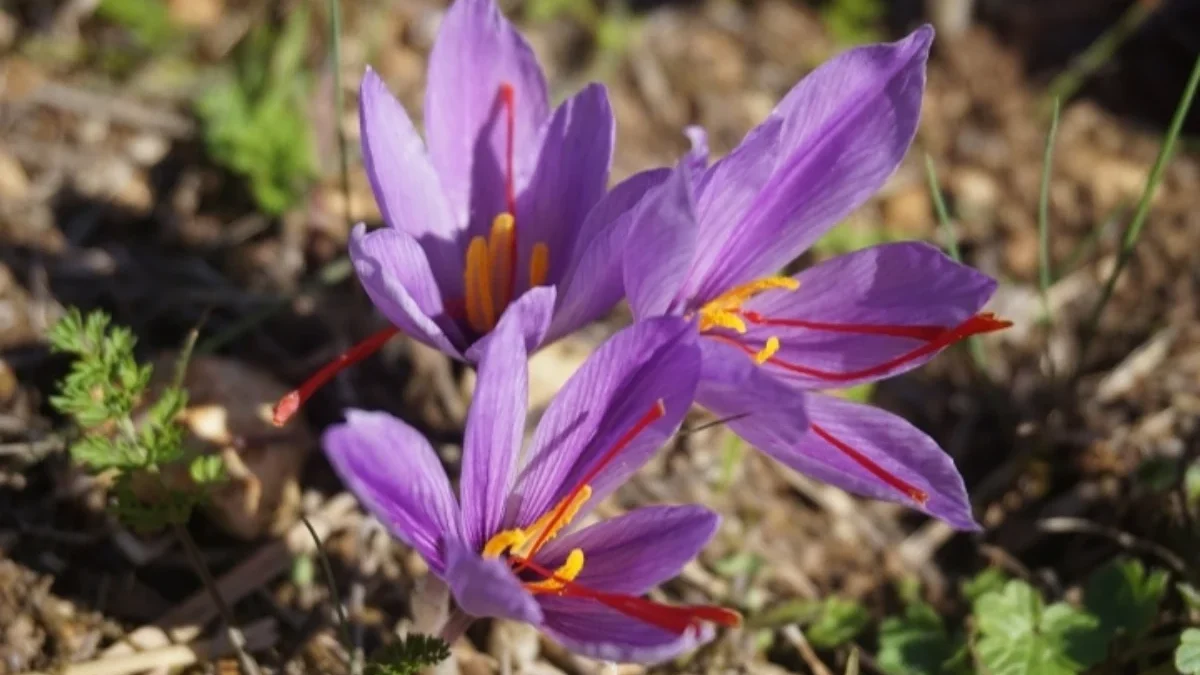 Saffron Jadi Rempah Kuno dengan Manfaat Kesehatan Modern