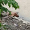TERLENTANG: Seorang pria lanjut usia ditemukan tak bernyawa di tepi Sungai Cimanuk, baru-baru ini.