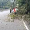 ISTIMEWA AMANKAN: Petugas BPBD Sumedang saat menertibkan pohon tumbang di kawasan Cadas Pangeran, belum lama