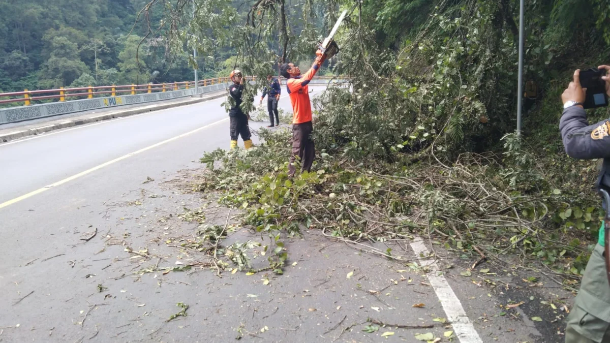 AMANKAN: Petugas BPBD Sumedang saat menertibkan pohon tumbang di kawasan Cadas Pangeran, belum lama ini.