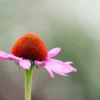 5 Manfaat Tanaman Herbal Echinacea Saat Puasa: Jaga Imunitas Tubuh Tetap Sehat 