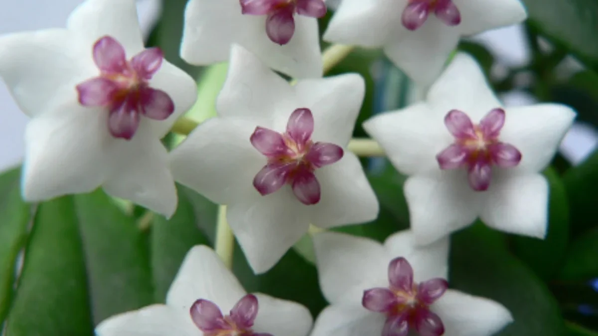 Keindahan Tanaman Hias Hoya, Bunga yang Unik dan Menawan 