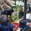 PELUANG: Pj Bupati Herman Suryatman saat meninjau JUT ke sentra buah manggis di Dusun Sagaramanik, Desa Cipanc