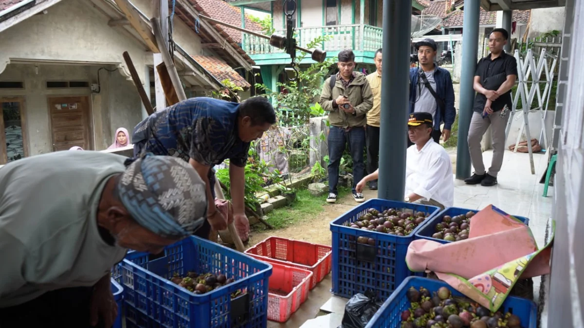 PELUANG: Pj Bupati Herman Suryatman saat meninjau JUT ke sentra buah manggis di Dusun Sagaramanik, Desa Cipanc