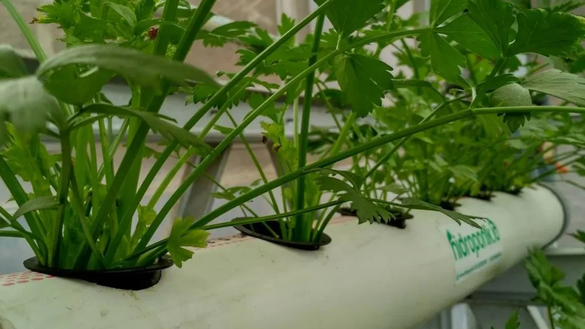 Menanam Seledri dengan Metode Hidroponik: Solusi Modern untuk Pertanian Masa Kini