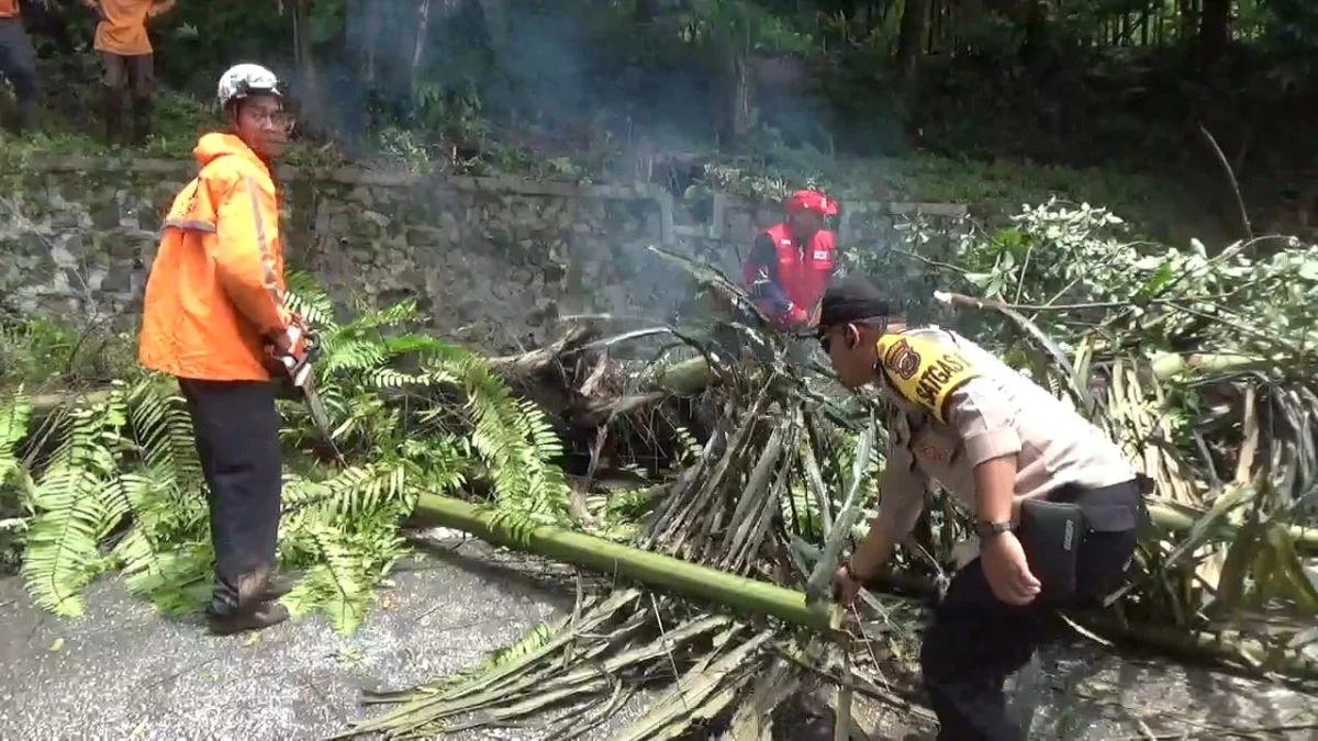 LAKUKAN PENEBANGAN: Beberapa petugas BPBD Kabupaten Sumedang saat melakukan penebangan pohon di wilayah Cadas