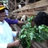 BERI PAKAN: Pj Bupati Herman Suryatman saat memberi pakan kepada salah satu ternak milik warga di Desa Jambu K