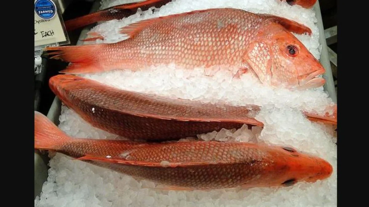 3 Jenis Ikan yang Aman Dikonsumsi Bagi Anda Penderita Asam Urat 