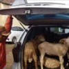HEWAN TERNAK: Seorang warga saat mengangkut beberapa kambing, yang kini sedang marak pencurian di Desa Karangl