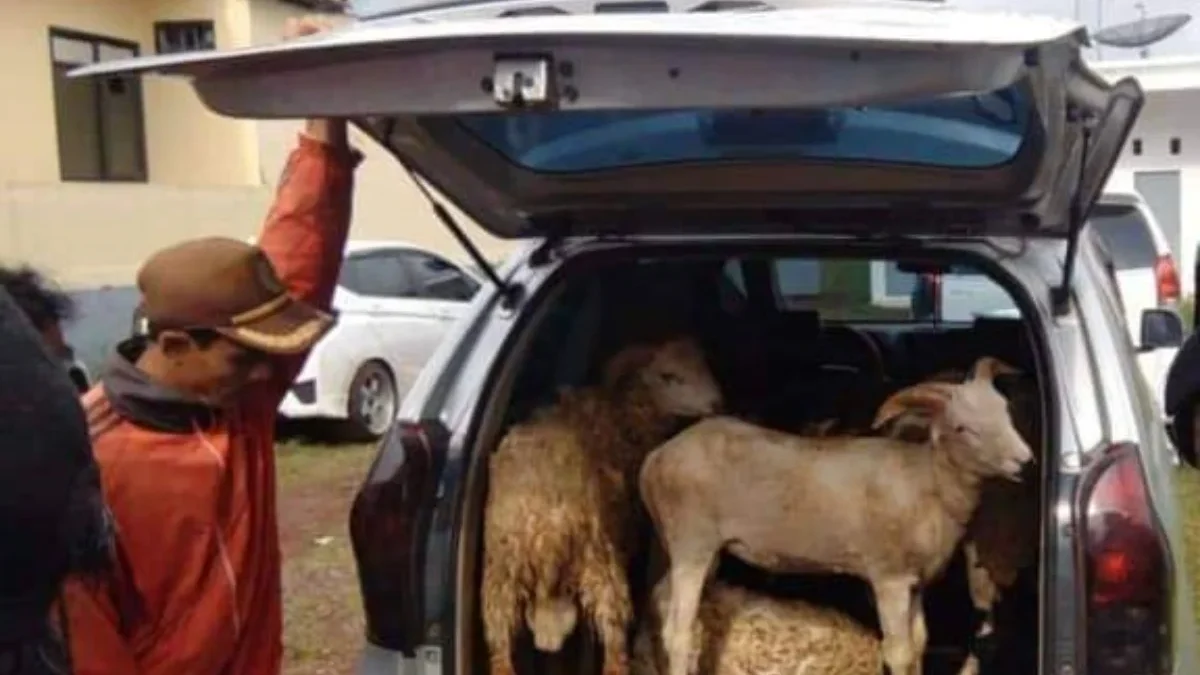 HEWAN TERNAK: Seorang warga saat mengangkut beberapa kambing, yang kini sedang marak pencurian di Desa Karangl
