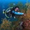 Tips Diving yang Aman untuk Pemula: Menikmati Pengalaman Keindahan Bawah Laut