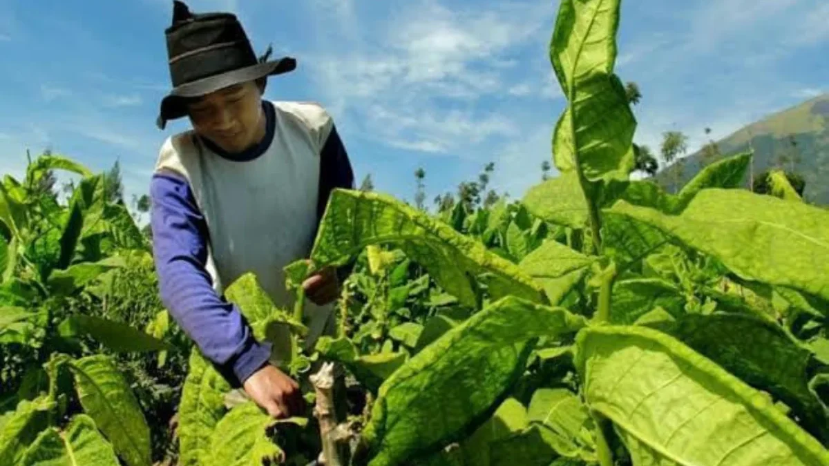PELIHARA: Seorang petani tembakau saat merawat tanaman tembakaunya.