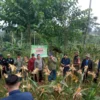 Pamulihan, Sumedang, menerapkan program starbak satu hektar sebagai bagian dari upaya penguatan ketahanan pang