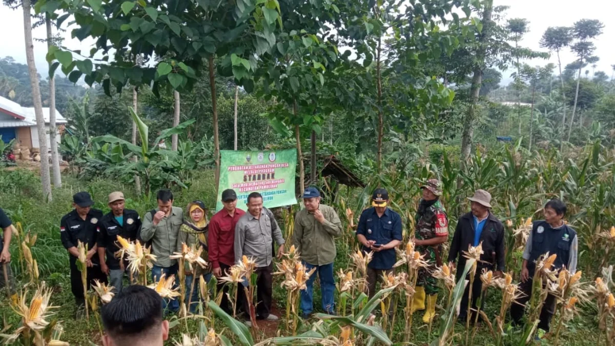 Pamulihan, Sumedang, menerapkan program starbak satu hektar sebagai bagian dari upaya penguatan ketahanan pang