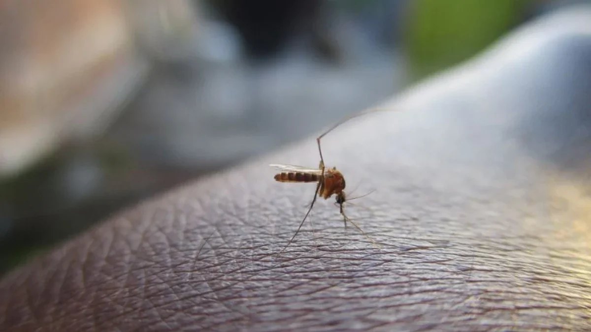 Waspada! Kini Kasus Demam Berdarah Dengue (DBD) Meningkat Tajam di Indonesia