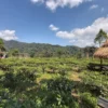 Temukan Ketenangan di Wisata Kebun Teh Margawindu Sumedang