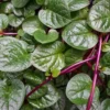 Rekomendasi anaman Herbal yang Dapat Ditemui dengan Mudah