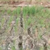 KERING: Beberapa luasan sawah di Kecamatan Ujungjaya terancam gagal panen akibat kurangnya pasokan air.