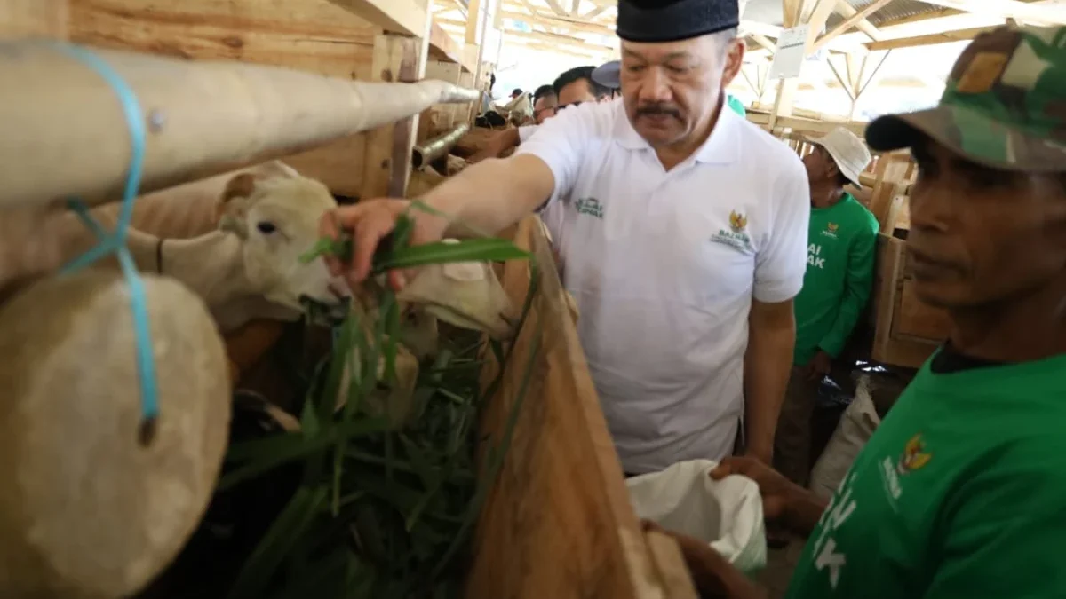 PROGRAM EKONOMI: Ketua Baznas RI, Prof Dr KH Noor Achmad MA memberi makan hewan ternak, di sela-sela kunjunga