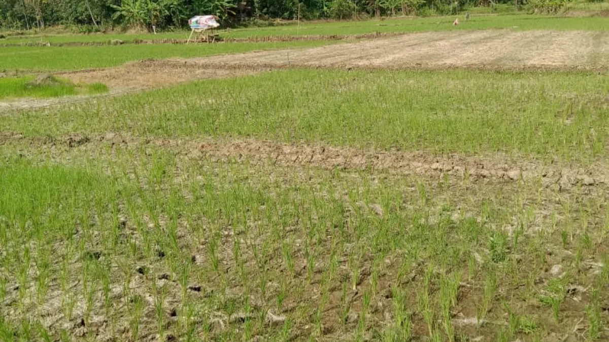KEKERINGAN: Beberapa tanaman padi di Blok Tegal Harendong mengalami kekeringan. Bahkan, beberapa tanaman padi