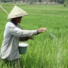 MENABUR: Petani di Ujungjaya saat memberikan pupuk di sawah, serta mengeluhkan terkait regulasi pupuk saat ini