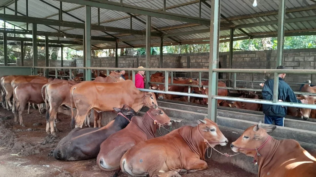 BERJEJER: Para pedagang dan peternak sapi kurban sudah mulai kebanjiran pesanan, di Tanjungsari, baru-baru ini