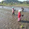 MENANAM: Babinsa Desa Bongkok Serda Tamima saat membantu para petani, Selasa (28/5).