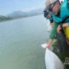 Karamba FPIK Unpad Lepas 100 Ribu Benih Ikan Nilem di Waduk Jatigede