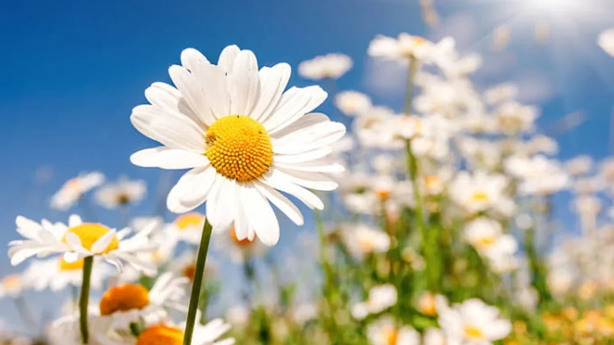 Inilah Dertan Makna Bunga Daisy yang Jarang Diketahui, Terutama Kamu!